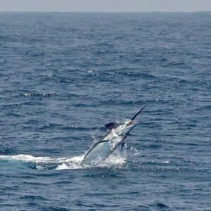 Billfish leaping out of the water during fishing charter in Fujairah UAE