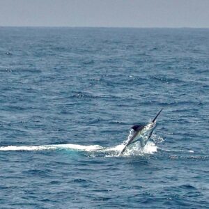 Action shot of billfish jumping out of the water during a fishing charter in Fujairah UAE