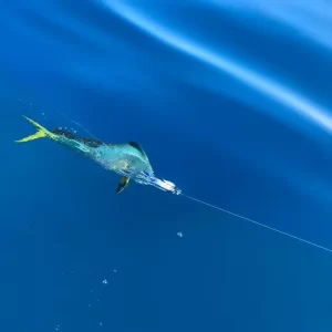 Dorado fish being caught on fishing charter in Fujairah UAE