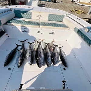 Fresh longtail tuna on deck after successful fishing charter in Fujairah UAE